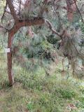 Nové Město: Botaniska trädgården (4)
